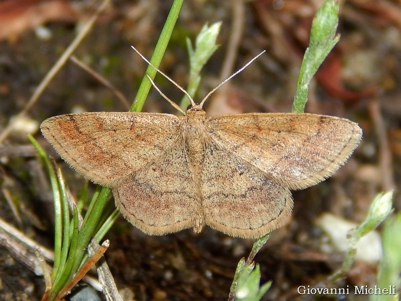 Geometridae: Scopula rubiginata